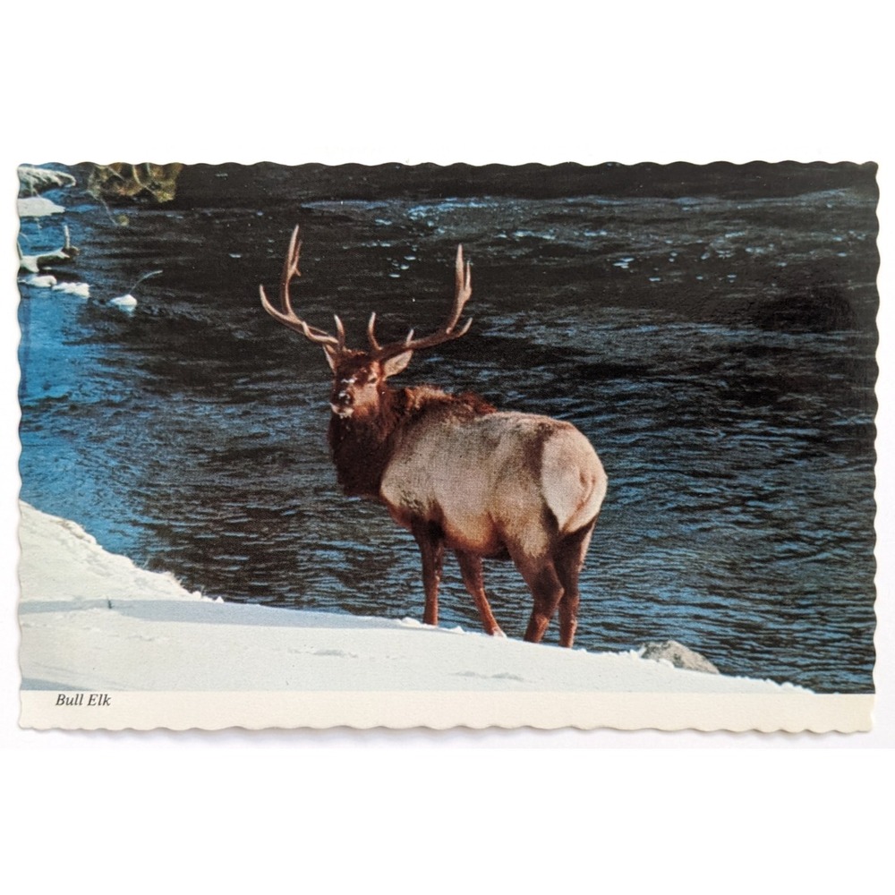 Yellowstone National Park, WY‎ Majestic Bull Elk Wildlife Winter Snow Postcard